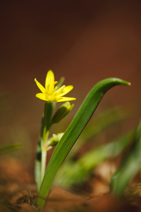 Identificazione - Gaga cfr. lutea